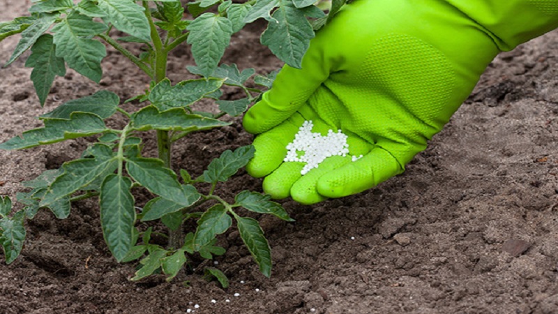 Purple spots appeared on tomato leaves: why this could happen and how to save your tomato crop
