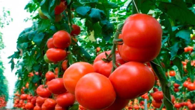 Large-fruited Dutch hybrid Mahitos tomatoes: the secrets of proper care for a bountiful harvest