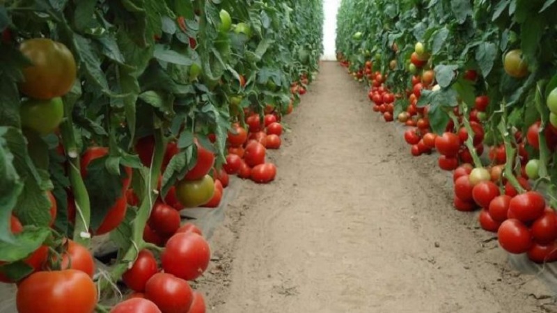 Large-fruited Dutch hybrid Mahitos tomatoes: the secrets of proper care for a bountiful harvest