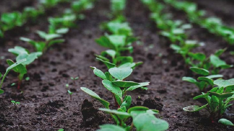 When to plant radishes a second time in the summer and how to do it right