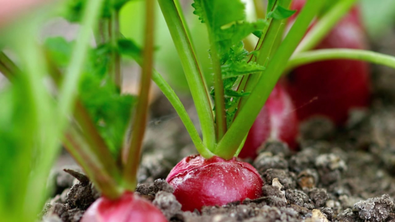 When to plant radishes a second time in the summer and how to do it right