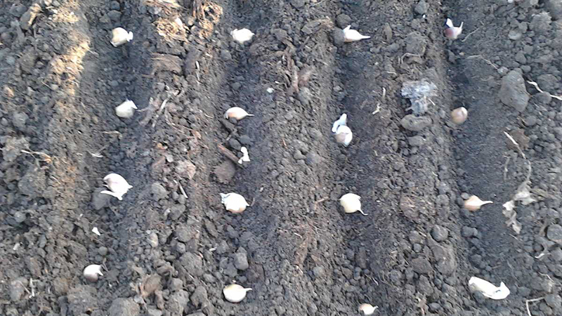 When to plant radishes a second time in the summer and how to do it right