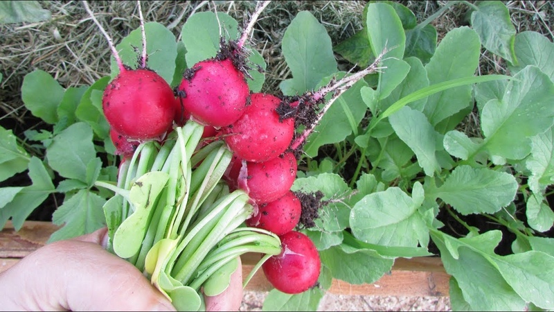 When to plant radishes a second time in the summer and how to do it right