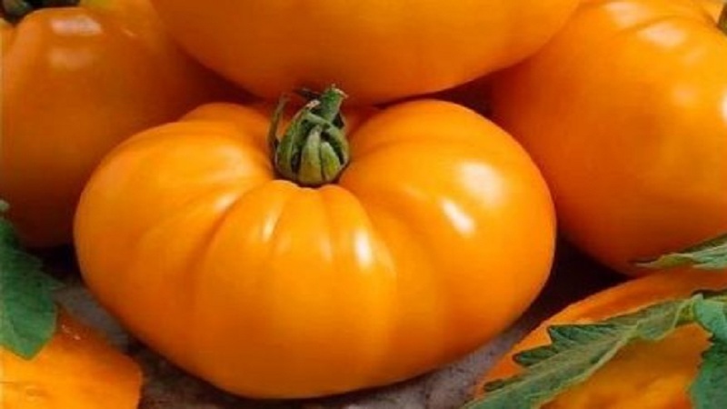 Why Farmers Love Tomatoes Orange Elephant