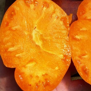 Why Farmers Love Tomatoes Orange Elephant