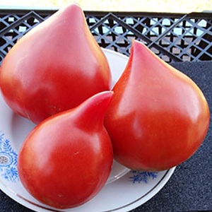 German tomato variety Vater Rhine - ideal for making salads, juice, ketchup and various sauces