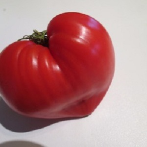 German tomato variety Vater Rhine - ideal for making salads, juice, ketchup and various sauces