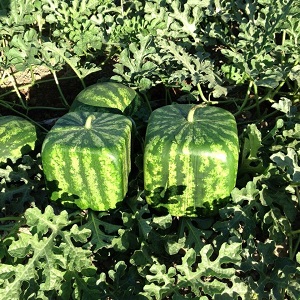 Do blue watermelons exist or is it an internet myth