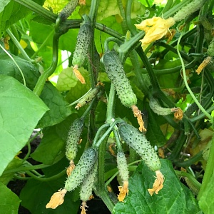 What are the names of small cucumbers and which varieties of this type are the best