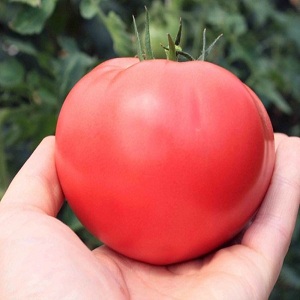 In what soil does the rosemary tomato yield the highest yield and what else affects it?