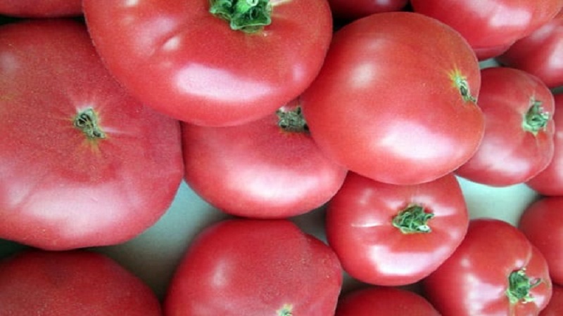 In what soil does the rosemary tomato yield the highest yield and what else affects it?