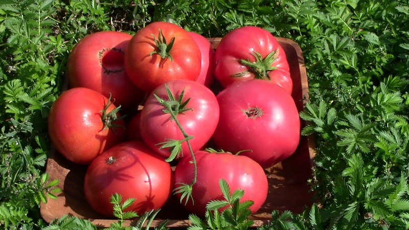In what soil does the rosemary tomato yield the highest yield and what else affects it?