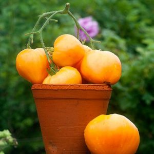 Delicious and time-tested tomato Heart of Ashgabat: an overview of the variety and the basics of its cultivation