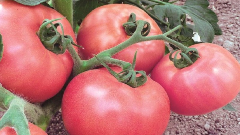 How to grow a fragrant and delicious tomato Pink unique: a guide to action for beginners and experienced gardeners