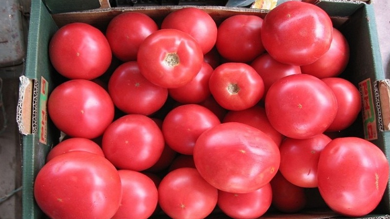 How to grow a fragrant and delicious tomato Pink unique: a guide to action for beginners and experienced gardeners