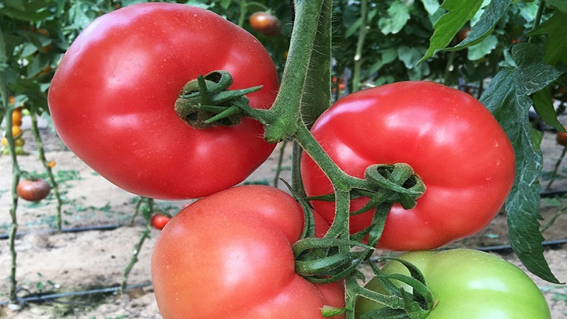 How to grow a fragrant and delicious tomato Pink unique: a guide to action for beginners and experienced gardeners