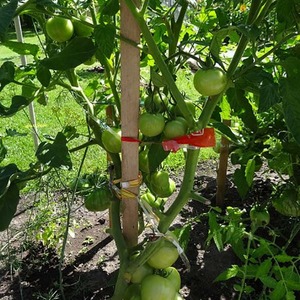 Tomato variety with a self-explanatory name - tomato Neighborhood envy f1: what is good and how to grow it correctly