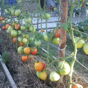 Tomato variety with a self-explanatory name - tomato Neighborhood envy f1: what is good and how to grow it correctly