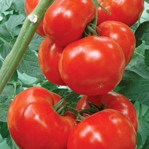 Tomato variety with a self-explanatory name - tomato Neighborhood envy f1: what is good and how to grow it correctly