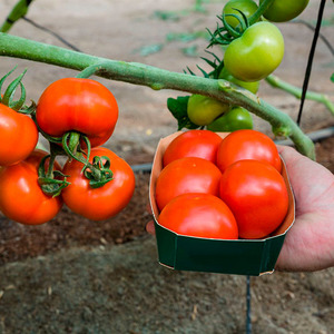 Tomato variety with a self-explanatory name - tomato Neighborhood envy f1: what is good and how to grow it correctly