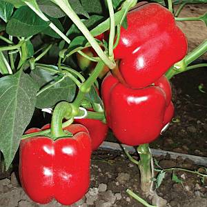 Fertile pepper Hercules, disease-resistant and unpretentious in care