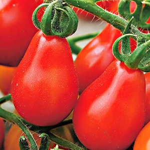 How to grow a red pear tomato on your site: an overview of the variety and secrets of avoiding experienced summer residents