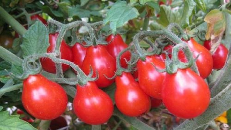 How to grow a red pear tomato on your site: an overview of the variety and secrets of avoiding experienced summer residents