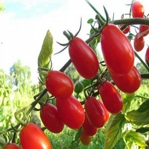 How to grow a red pear tomato on your site: an overview of the variety and secrets of avoiding experienced summer residents