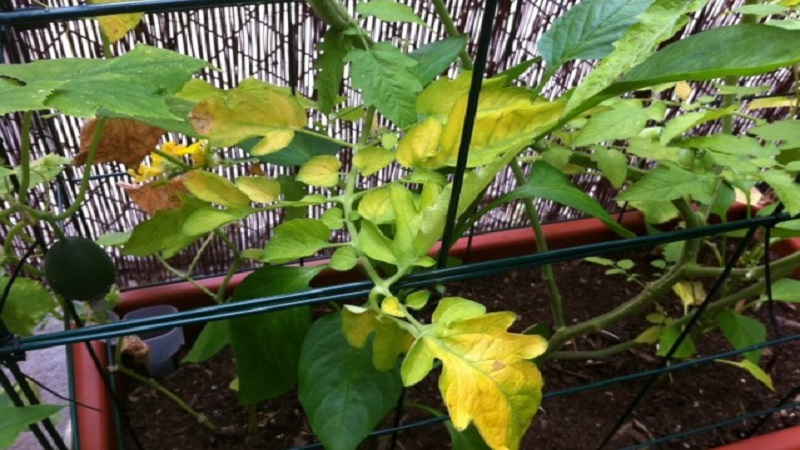 Why do yellow spots appear on tomato leaves in a greenhouse and how to save your tomato crop