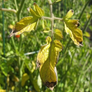 Why do yellow spots appear on tomato leaves in a greenhouse and how to save your tomato crop