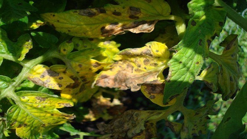 Why do yellow spots appear on tomato leaves in a greenhouse and how to save your tomato crop
