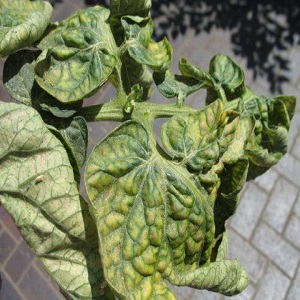 Why do yellow spots appear on tomato leaves in a greenhouse and how to save your tomato crop