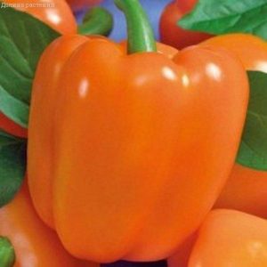 A hybrid that will not leave you indifferent - Orange Miracle pepper and the features of its cultivation