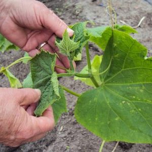 Is it possible to cut the leaves of cucumbers and how to do it correctly