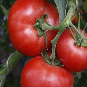 Wonderful tomatoes for greenhouses and greenhouses: tomato Doll Masha