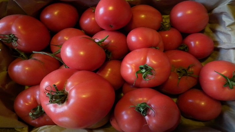 Wonderful tomatoes for greenhouses and greenhouses: tomato Doll Masha