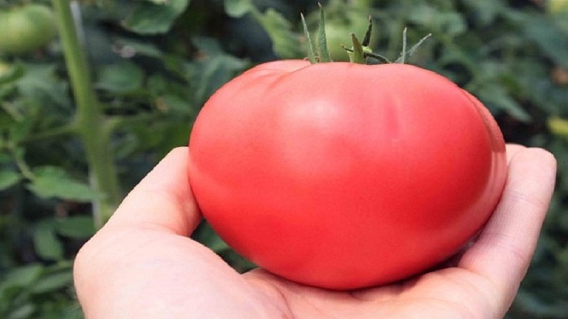 Wonderful tomatoes for greenhouses and greenhouses: tomato Doll Masha