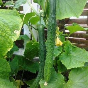 How to grow long cucumbers Chinese snakes of an unusual shape and break yield records on your site