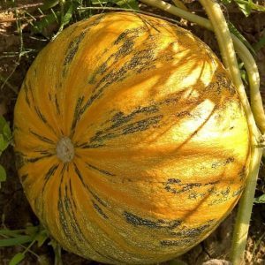 Why Almond Gourd is Good and How to Grow It