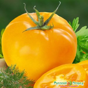 Why summer residents like tomato Ilya Muromets and how to grow it yourself on your site
