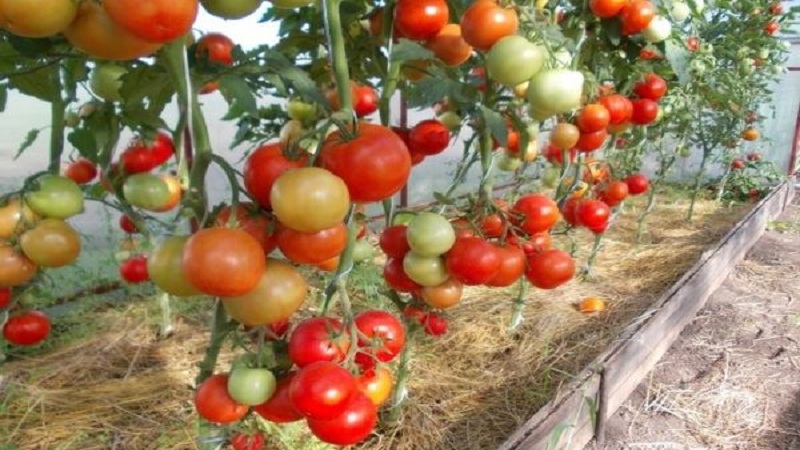 A hybrid created by domestic breeders that gives a gorgeous harvest - the tomato Eupator