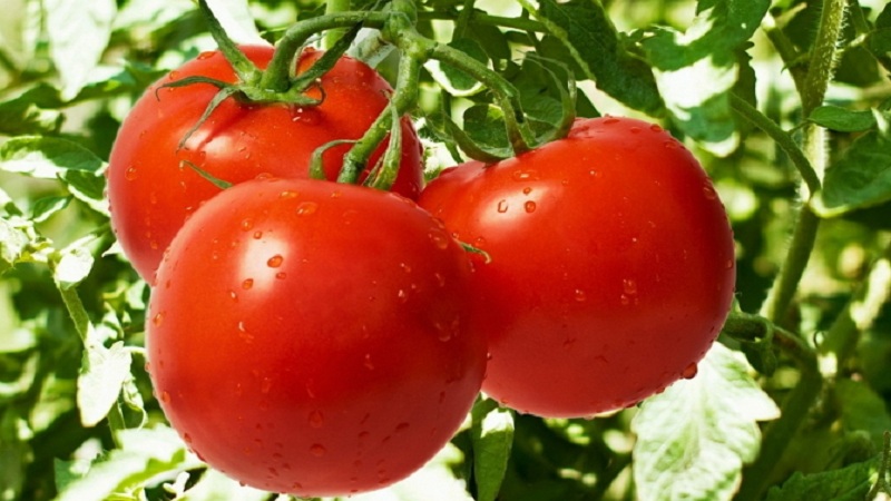 A hybrid created by domestic breeders that gives a gorgeous harvest - the tomato Eupator