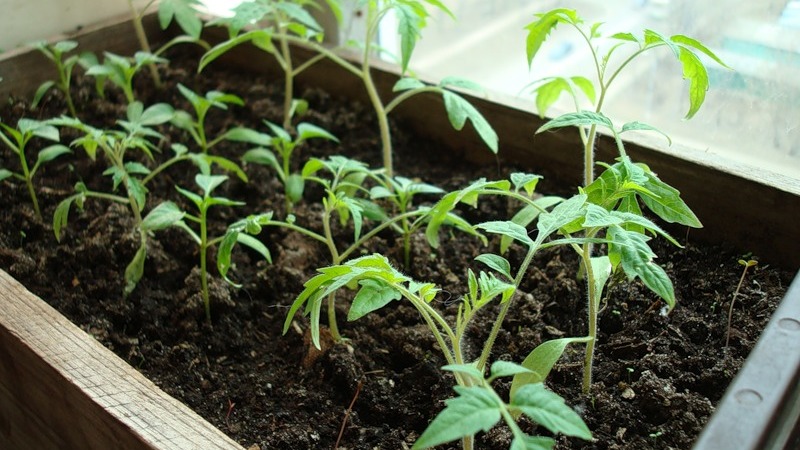 A wonderful hybrid for growing in the open field - we plant a tomato Juggler f1