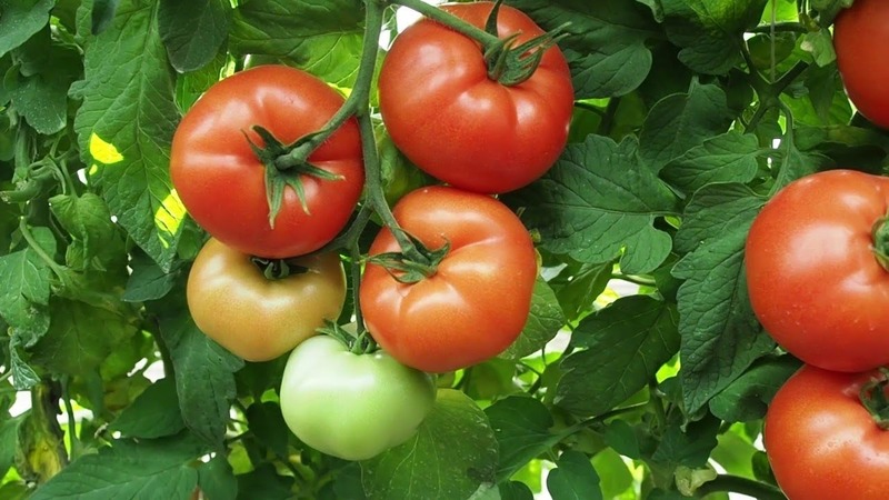 A wonderful hybrid for growing in the open field - we plant a tomato Juggler f1