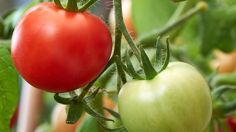 A wonderful hybrid for growing in the open field - we plant a tomato Juggler f1