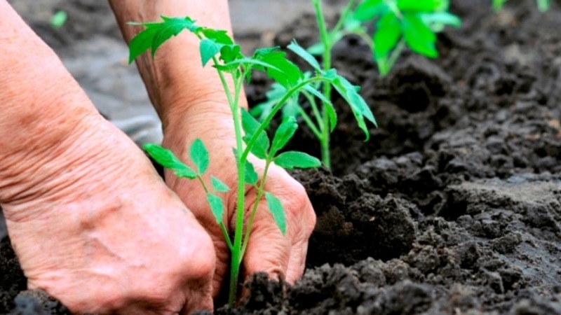 A wonderful hybrid for growing in the open field - we plant a tomato Juggler f1