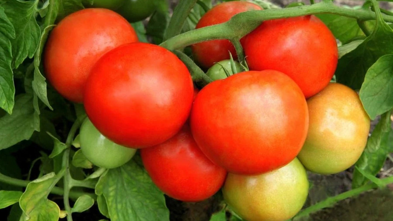A wonderful hybrid for growing in the open field - we plant a tomato Juggler f1