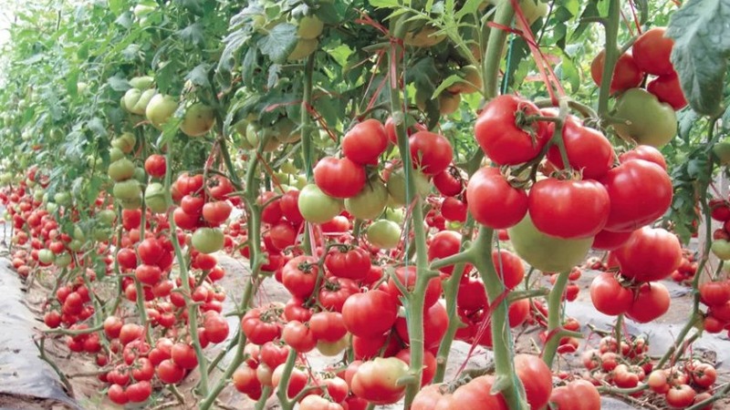 A wonderful hybrid for growing in the open field - we plant a tomato Juggler f1