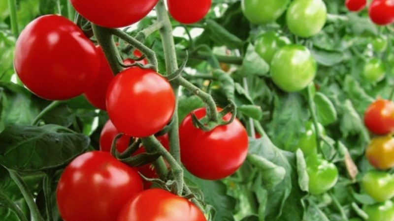 A wonderful hybrid for growing in the open field - we plant a tomato Juggler f1