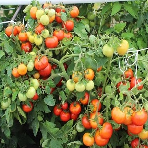 If you want to get a rich harvest of sweet tomatoes with a rich taste - plant a tomato Irina on the site
